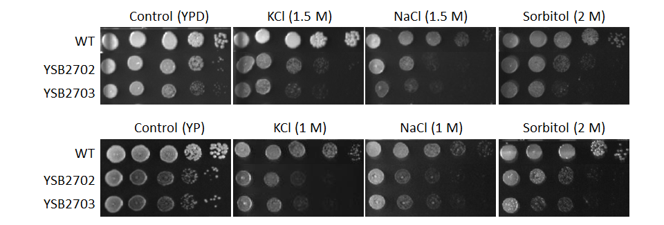 Osmotic stress phenotype for CNAG_04263T0