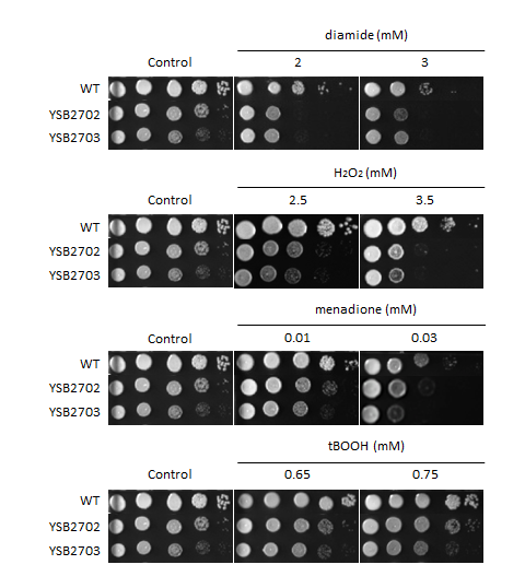 Oxidative stress phenotype for CNAG_04263T0