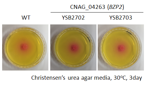 Urease phenotype for CNAG_04263T0