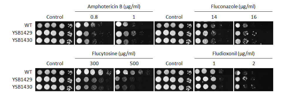Antifungal drug susceptibility for CNAG_04268T0