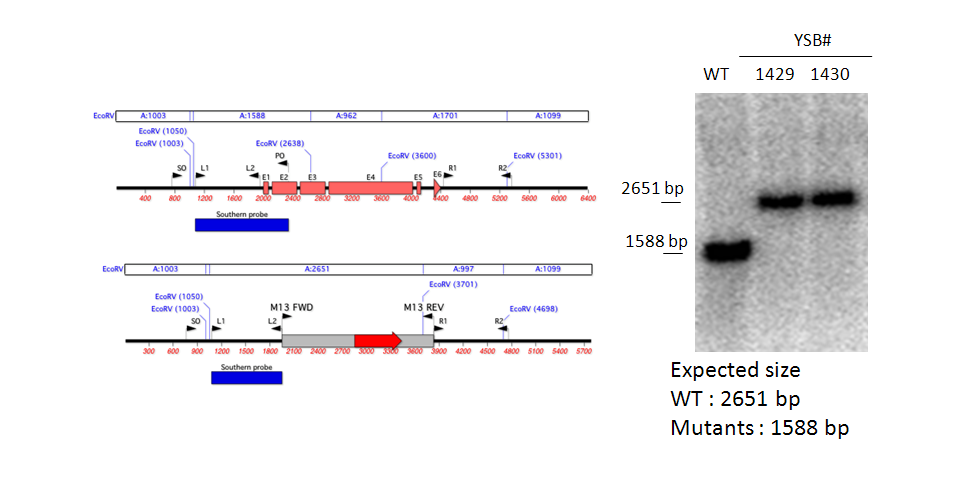 Gene disruption strategy for CNAG_04268T0