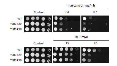 ER stress phenotype for CNAG_04268T0