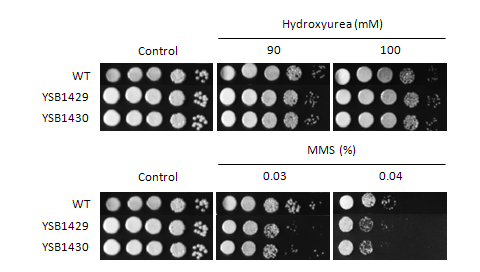 Genotoxic stress phenotype for CNAG_04268T0