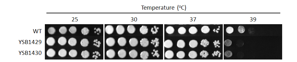 Growth phenotype for CNAG_04268T0