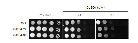 Heavy metal stress phenotype for CNAG_04268T0