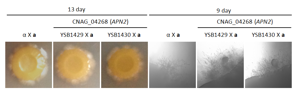 Mating phenotype for CNAG_04268T0