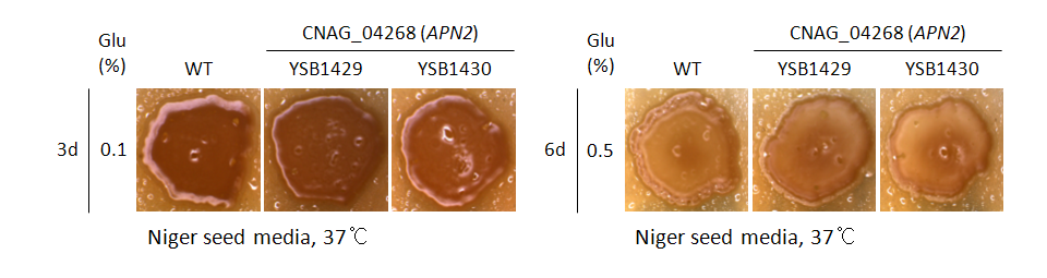 Melanin phenotype for CNAG_04268T0