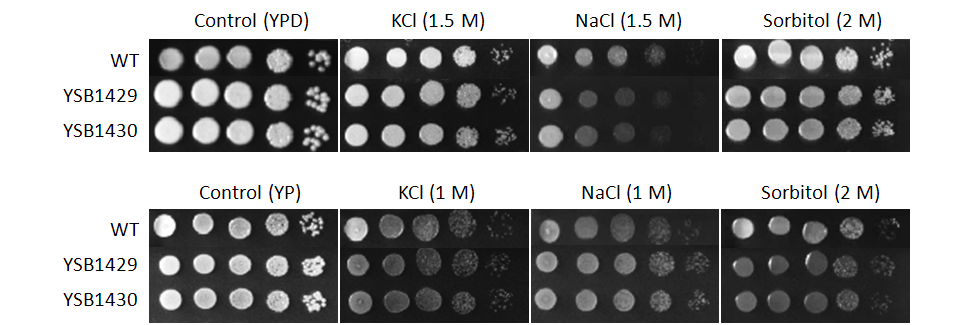 Osmotic stress phenotype for CNAG_04268T0