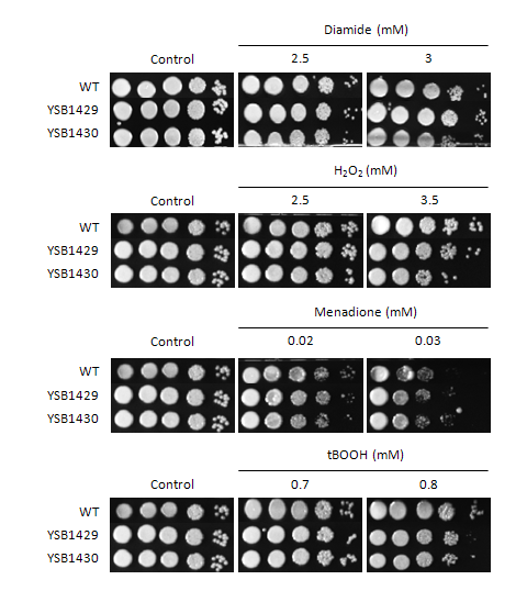 Oxidative stress phenotype for CNAG_04268T0