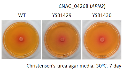 Urease phenotype for CNAG_04268T0
