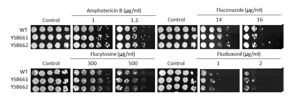 Antifungal drug susceptibility for CNAG_04345T0