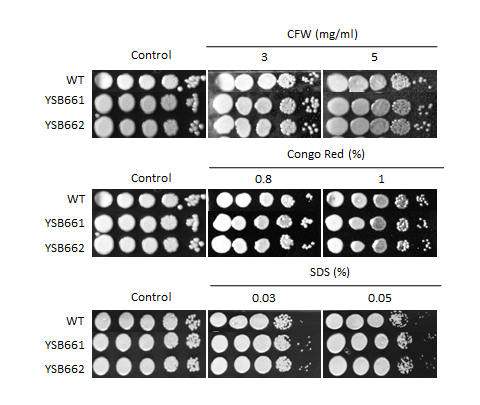 Cell wall stress phenotype for CNAG_04345T0