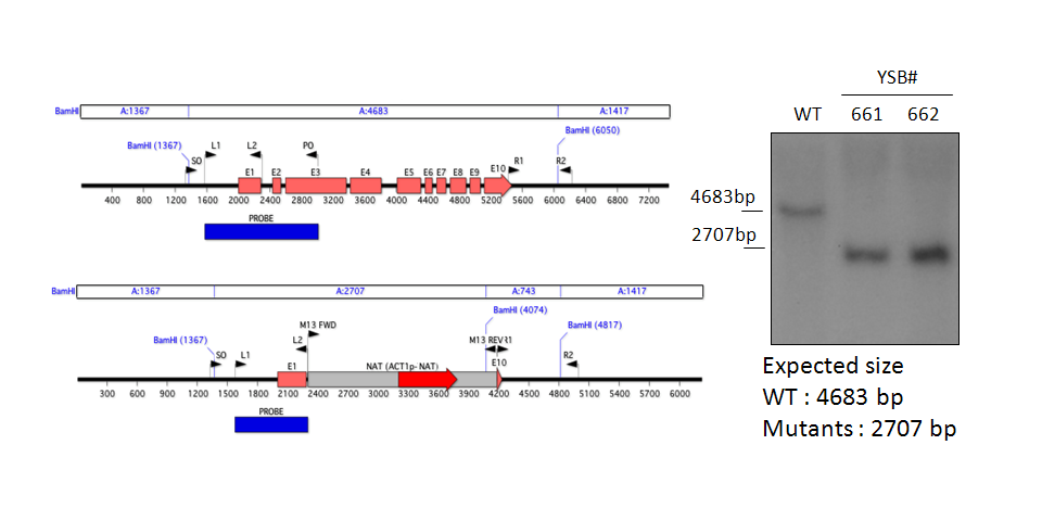 Gene disruption strategy for CNAG_04345T0