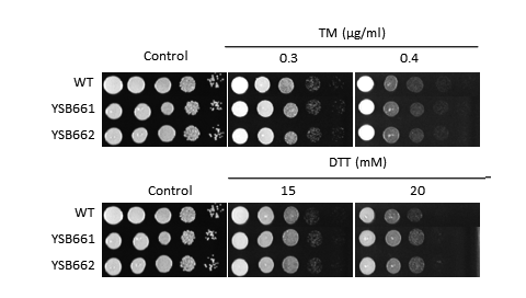 ER stress phenotype for CNAG_04345T0