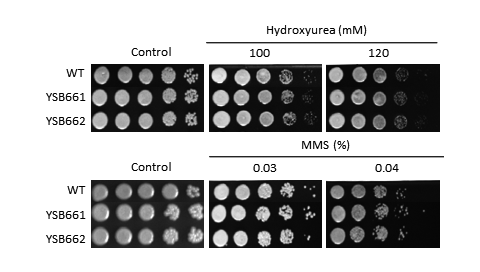 Genotoxic stress phenotype for CNAG_04345T0
