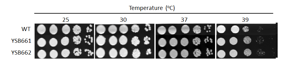 Growth phenotype for CNAG_04345T0
