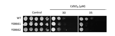 Heavy metal stress phenotype for CNAG_04345T0