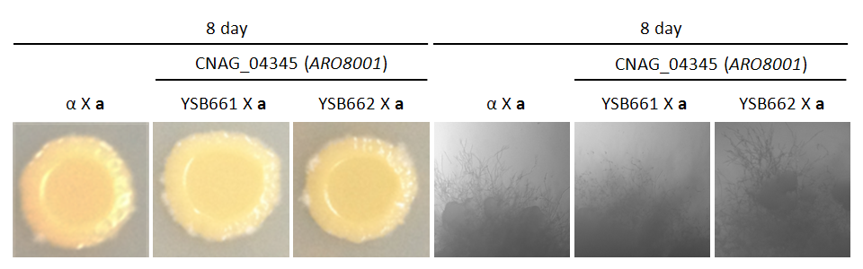 Mating phenotype for CNAG_04345T0