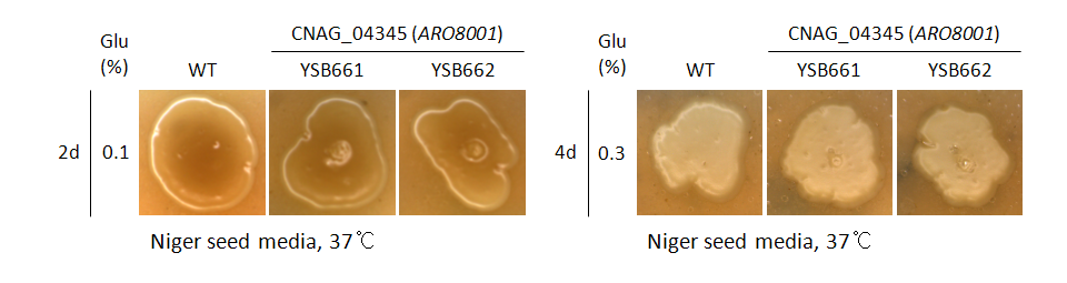 Melanin phenotype for CNAG_04345T0