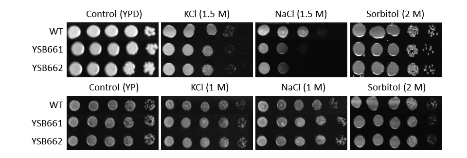Osmotic stress phenotype for CNAG_04345T0