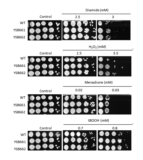 Oxidative stress phenotype for CNAG_04345T0