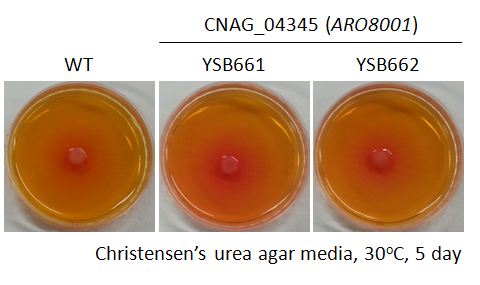 Urease phenotype for CNAG_04345T0