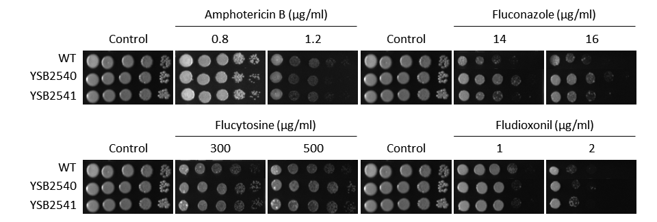 Antifungal drug susceptibility for CNAG_04352T0