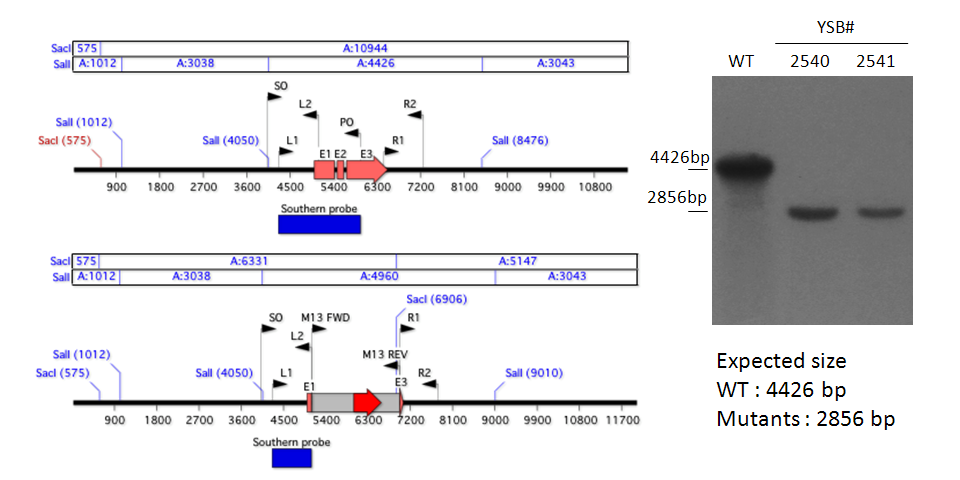 Gene disruption strategy for CNAG_04352T0