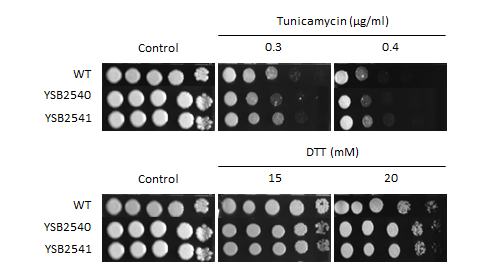 ER stress phenotype for CNAG_04352T0
