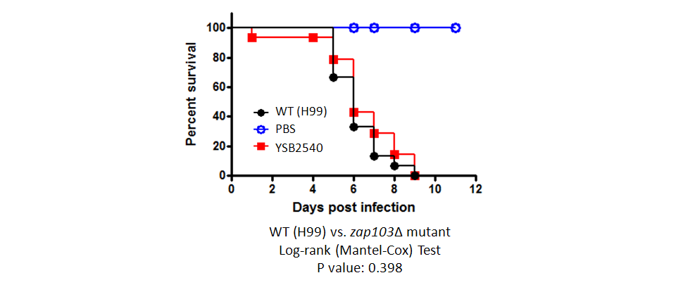 Galleria mellonella virulence data for CNAG_04352T0