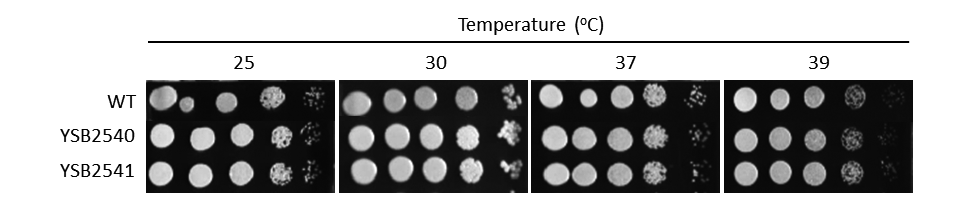 Growth phenotype for CNAG_04352T0