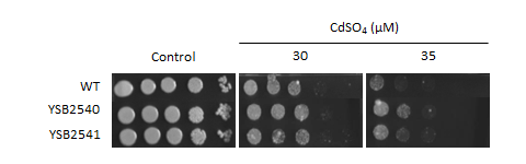 Heavy metal stress phenotype for CNAG_04352T0