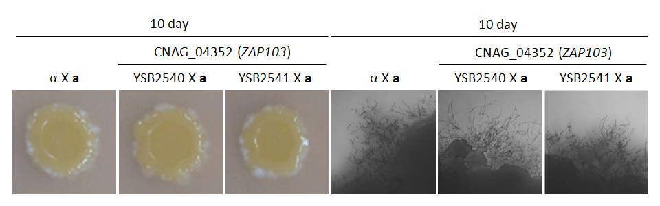 Mating phenotype for CNAG_04352T0