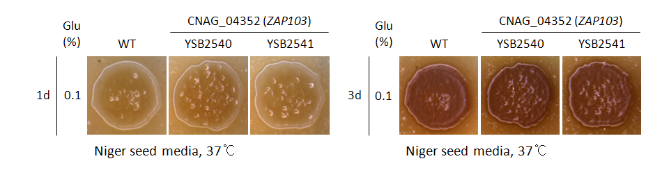 Melanin phenotype for CNAG_04352T0