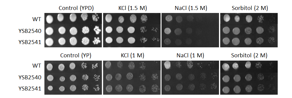 Osmotic stress phenotype for CNAG_04352T0