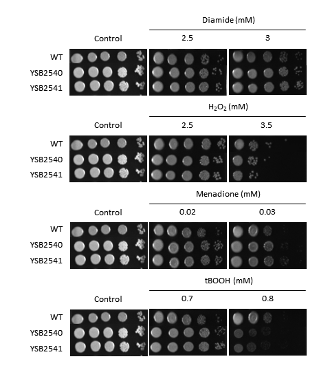 Oxidative stress phenotype for CNAG_04352T0