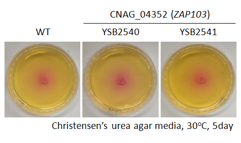 Urease phenotype for CNAG_04352T0