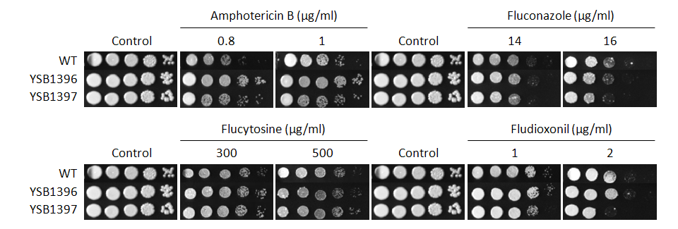 Antifungal drug susceptibility for CNAG_04353T1