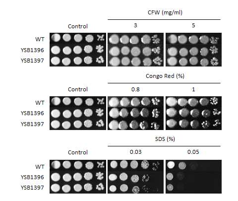 Cell wall stress phenotype for CNAG_04353T1