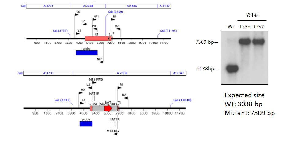 Gene disruption strategy for CNAG_04353T1
