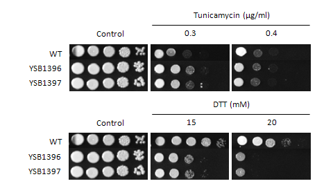 ER stress phenotype for CNAG_04353T1