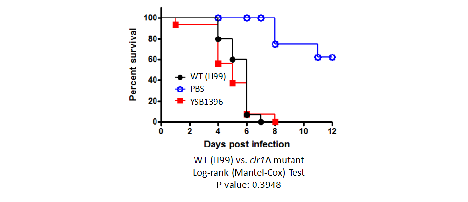 Galleria mellonella virulence data for CNAG_04353T1