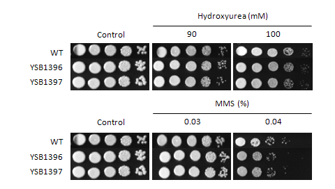 Genotoxic stress phenotype for CNAG_04353T1