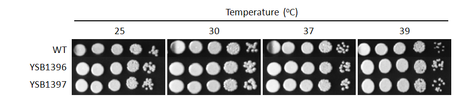Growth phenotype for CNAG_04353T1