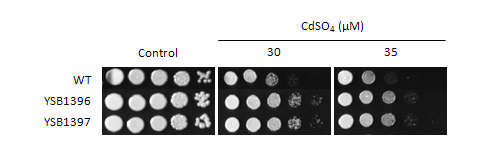 Heavy metal stress phenotype for CNAG_04353T1