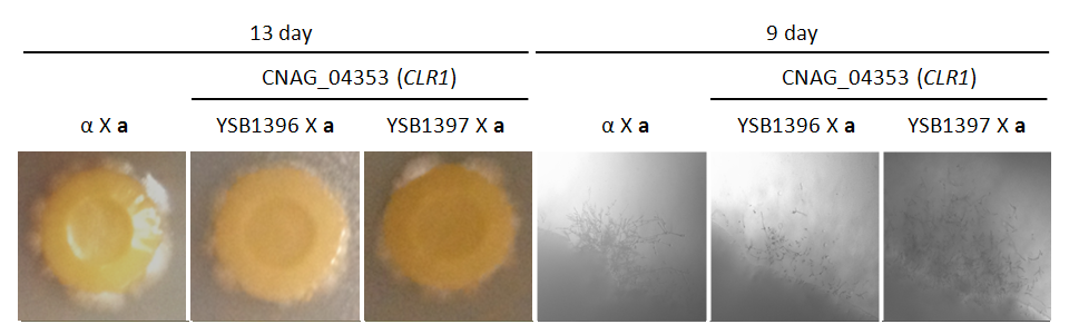 Mating phenotype for CNAG_04353T1