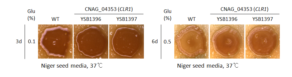 Melanin phenotype for CNAG_04353T1