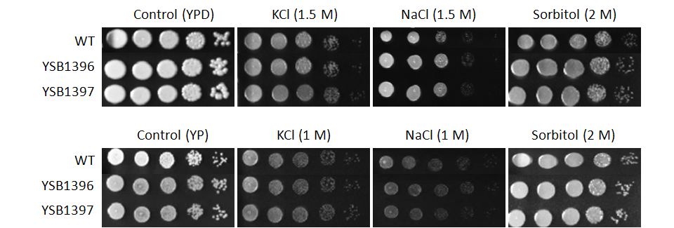 Osmotic stress phenotype for CNAG_04353T1