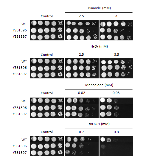 Oxidative stress phenotype for CNAG_04353T1