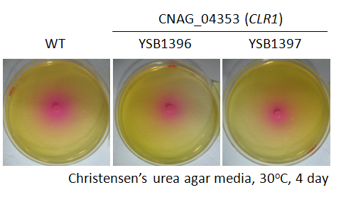 Urease phenotype for CNAG_04353T1